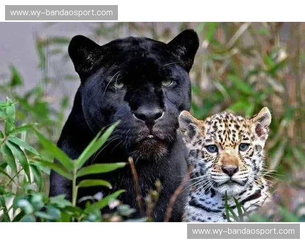 墨美洲豹：暗夜的幽灵，美洲的王者